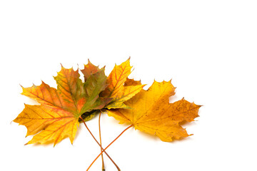 Autumn maple leaf close-up on white background. rich color background