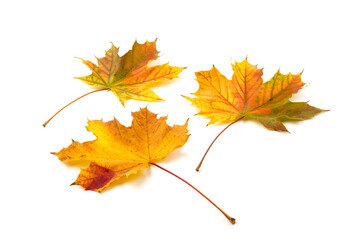 Naklejka na ściany i meble Autumn maple leaf close-up on white background. rich color background