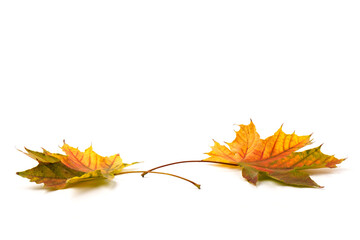 Autumn maple leaf close-up on white background. rich color background