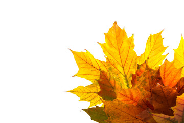 Autumn maple leaf close-up on white background. rich color background