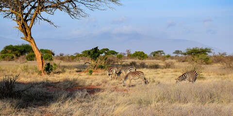 Fototapeta premium group of zebras in tsavo east national park