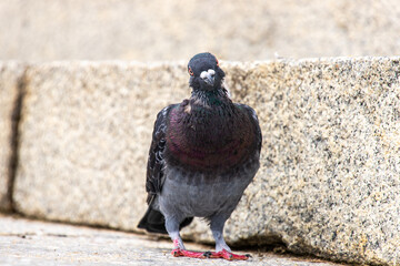A wild pigeon bird looking at photographer curiously in the park in sunny day.