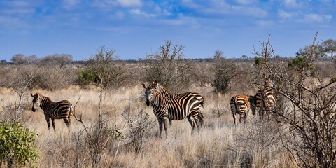 Obraz na płótnie Canvas group of zebras in tsavo east national park