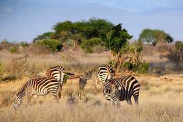 group of zebras in tsavo east national park