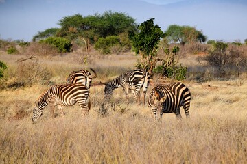 Fototapeta na wymiar group of zebras in tsavo east national park