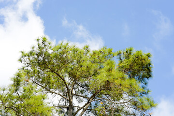 Loei Province Thailand Phu Kradueng National Park. Is one of the attractions of the most famous of...