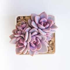 Pink graptoveria Debbie succulent houseplants on white, top view