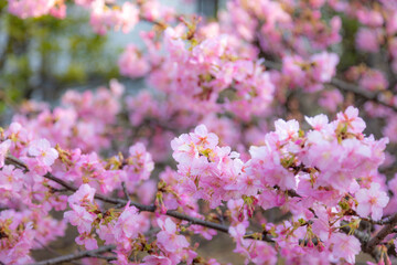 河津桜