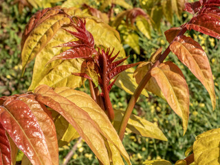 Bourgeons de feuilles