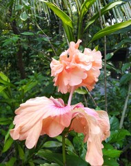 Pale orange hibiscus 