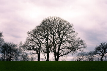 Tree silhouettes in a field against the sky on a winter evening