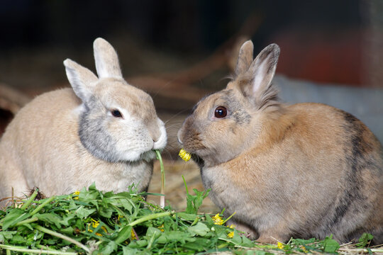 zwei kaninchen sitzen zusammen und fressen frischen löwenzahn