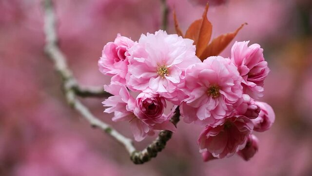 Close up photo of pink Japanese cherry flowers. Cherry Blossom Season. The concept of purity,  freshness, youth. Spring mood 