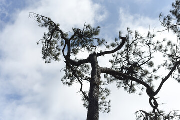 Loei Province Thailand Phu Kradueng National Park. Is one of the attractions of the most famous of...