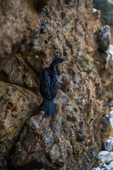 Close-up aquatic bird Cormorant on the background of rocks