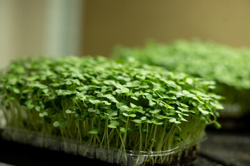 Fresh mustard sprouts, green leaves of microgreen mustard. the concept of healthy eating and...