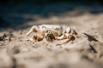 white skeleton crab in the sand