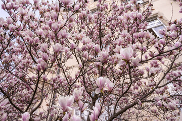 Magnolien Baum.