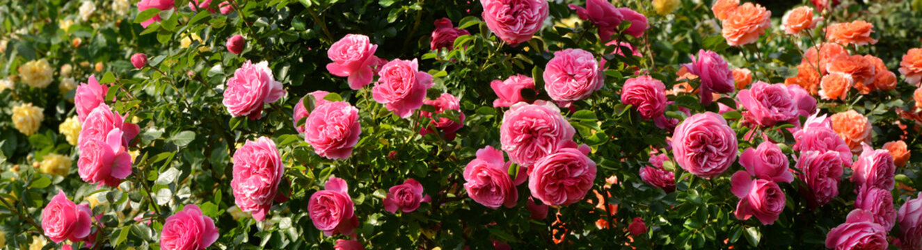 Blumen 1351