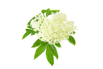 beautiful Blooming elder flower, (Sambucus nigra) isolated on a white background