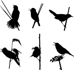 British Reed and Grasshopper Warblers