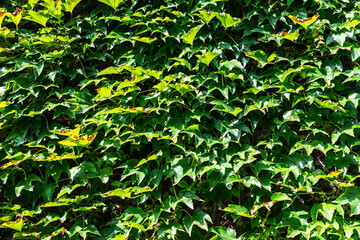 Wall filled with creepers as background