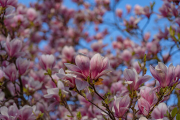 Obraz premium Magnolia