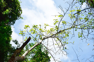 Loei Province Thailand Phu Kradueng National Park. Is one of the attractions of the most famous of...
