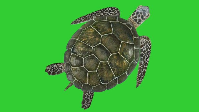 Floating turtle green screen footage 