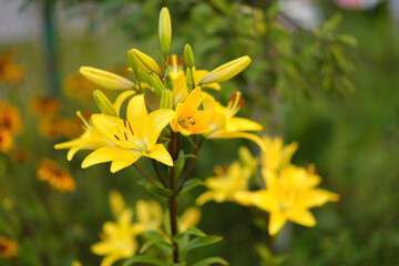 Vegetables, berries and flowers in the summer garden
