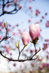 Nature background with magnolia. Beautiful bloomed cherry tree. Natural pink background, spring atmosphere. 