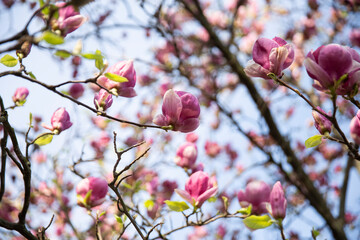 Nature background with magnolia. Beautiful bloomed cherry tree. Natural pink background, spring atmosphere. 