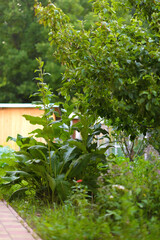 Vegetables, berries and flowers in the summer garden