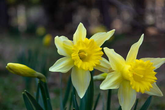 Narcissus flower. Narcissus daffodil flowers and green leaves background.