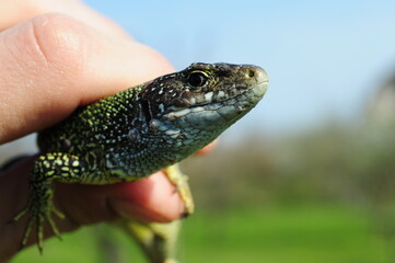 European green lizard Lacerta Viridis in human fingers. Little lizard with brown eye looking into camera