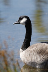 Canadian Goose at a migratory pond, Missoula, Montana