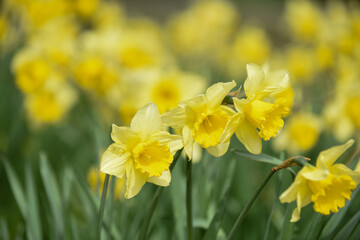 Daffodil flowers growing in a countryside field