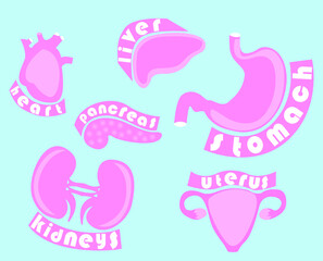 The main organs of the human body are kidneys, heart, stomach, pancreas, uterus, ovaries. The object is depicted with the name of the organ. Objects isolated from background. Vector graphics
