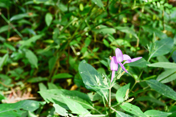 Loei Province Thailand Phu Kradueng National Park. Is one of the attractions of the most famous of...