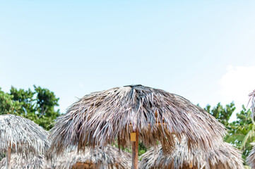 palm tree umbrellas on the beach