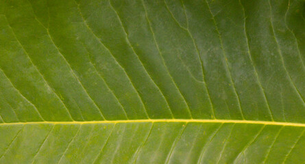 Green leaf of magnolia.
