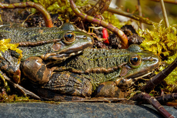 Frösche am heimischen Garten