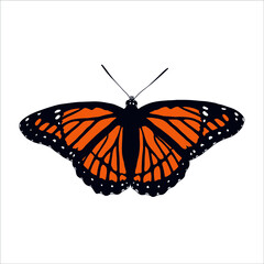 beautiful exotic butterfly with colorful wings