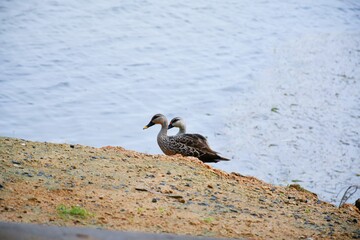 Mallard Duck is walking along the side of the pond with his partner