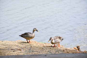 Mallard Duck is walking along the side of the pond with his partner