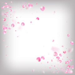 Rose Petals Flying Confetti. Flying Japanese Cherry Rose Sakura