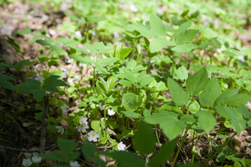 white flowers ecology flowers water lily anemone forest green beautiful 