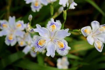 Fototapeta premium 野道に咲くシャガの花 春 風景