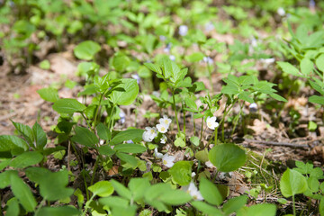 white flowers ecology flowers water lily anemone forest green beautiful 