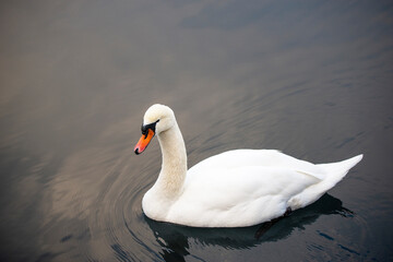 White Swan on Dark Water